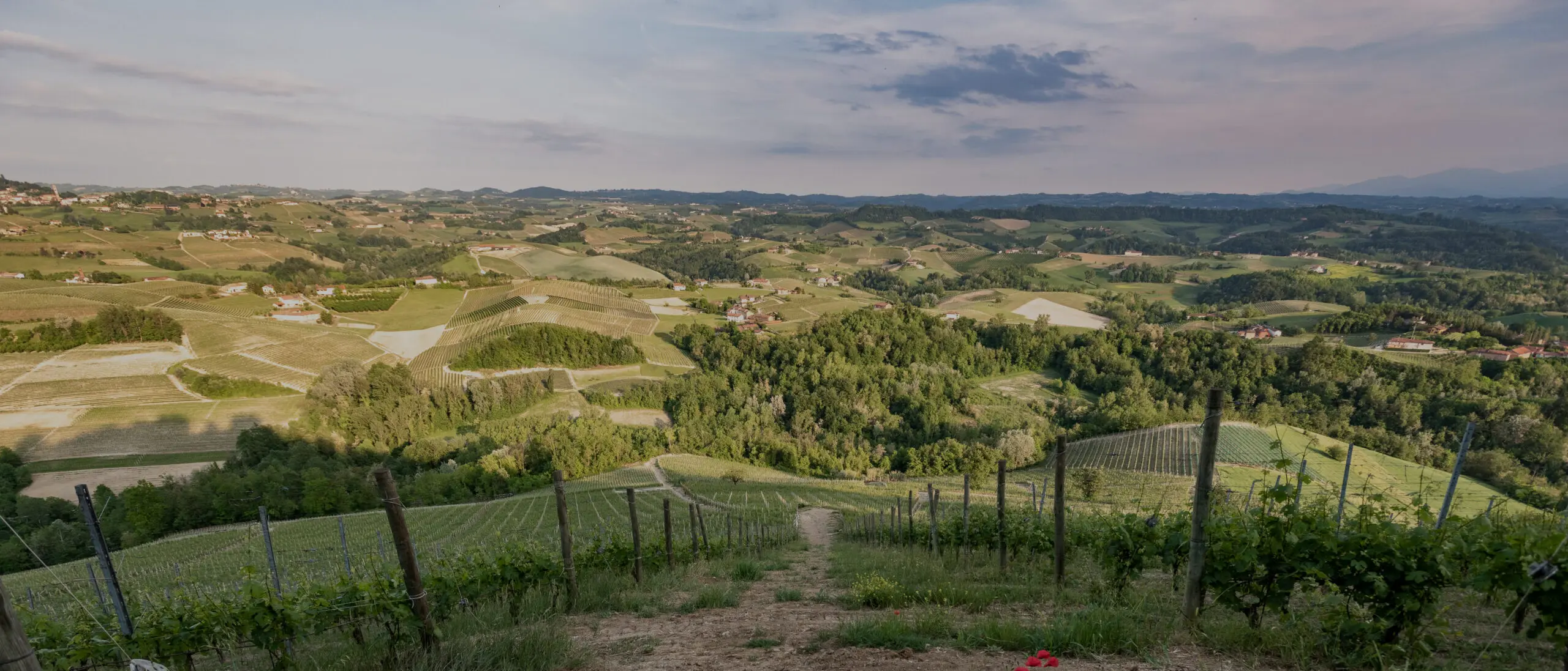 Ca’ Viola — Langhe